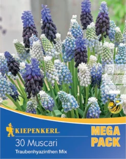 Blüte Und Blatt -Blüte Und Blatt 533588 Mega Pack Traubenhyazinthe Mischung 30 Stueck 598881 0
