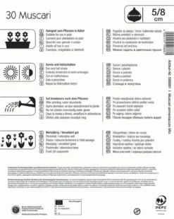 Mega-Pack Traubenhyazinthe Mischung (30 Stück) | Hyazinthenzwiebeln Von Kiepenkerl