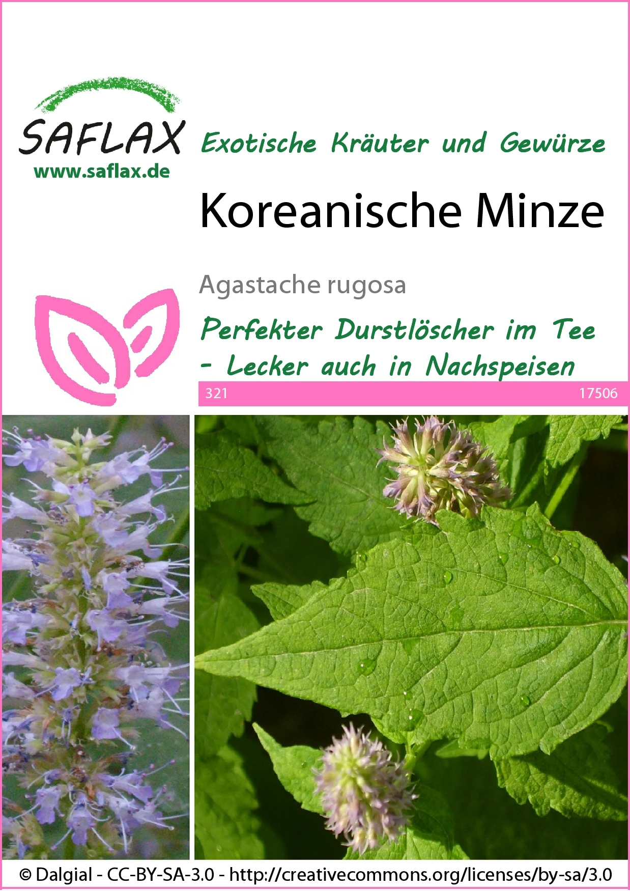 Koreanische Minze | Minzesamen Von Saflax 1 Koreanische Minze | Minzesamen Von Saflax