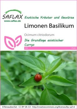 Limonen Basilikum | Basilikumsamen Von Saflax