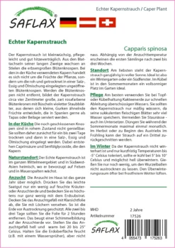 Echter Kapernstrauch | Kapernsamen Von Saflax