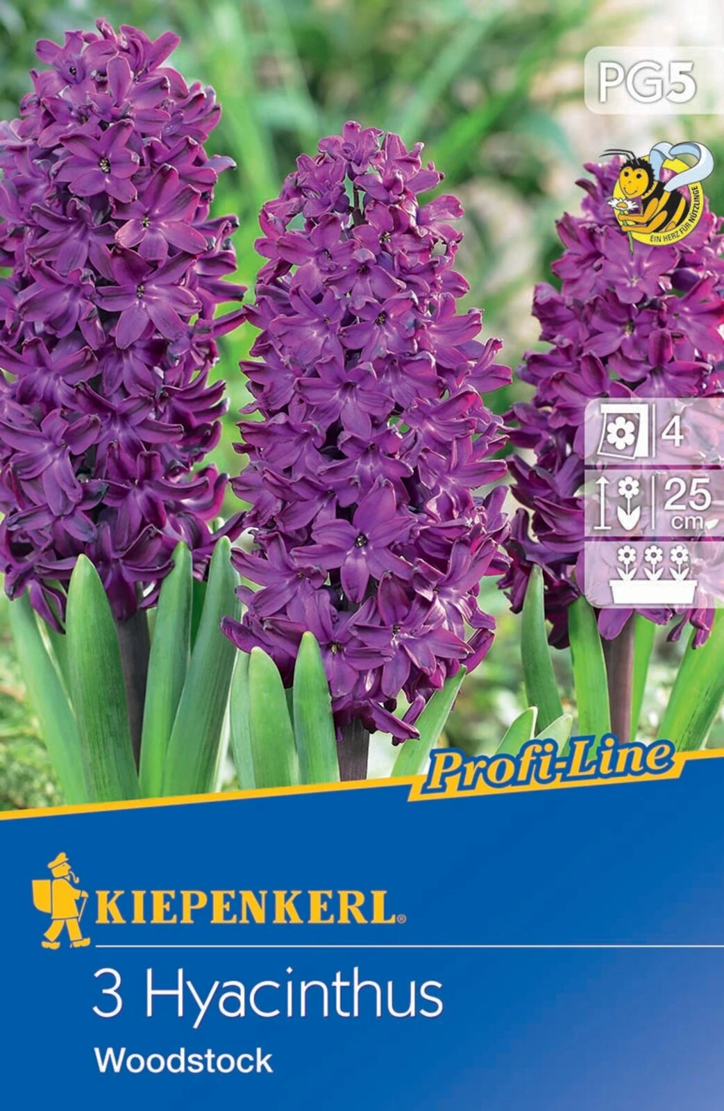 Hyazinthe Woodstock (3 Stück) | Hyazinthenzwiebeln Von Kiepenkerl 2 Hyazinthe Woodstock (3 Stück) | Hyazinthenzwiebeln Von Kiepenkerl – Bild 2