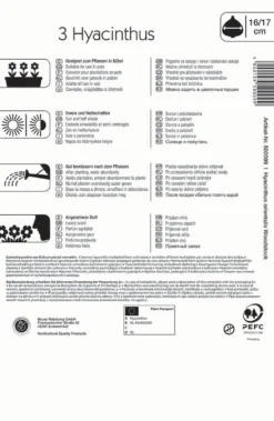 Hyazinthe Woodstock (3 Stück) | Hyazinthenzwiebeln Von Kiepenkerl