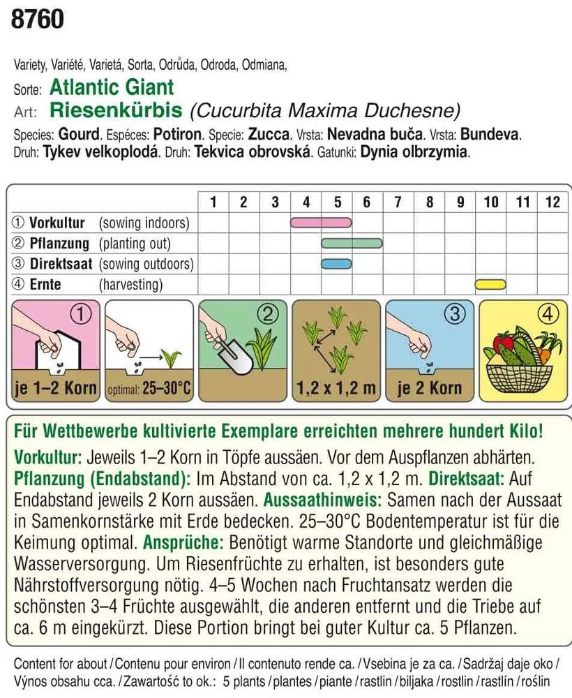 Riesenkürbis Atlantic Giant | Riesenkürbissamen Von Austrosaat 2 Riesenkürbis Atlantic Giant | Riesenkürbissamen Von Austrosaat – Bild 2