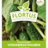 Einlegegurke Vorgebirgstrauben (100 Stück) | Einlegegurkensamen Von FLORTUS