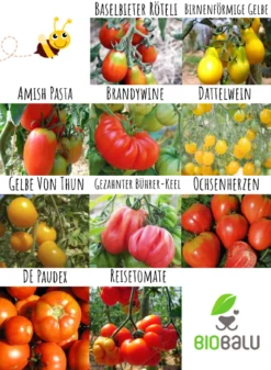 Tomatensamen 10 Alte Sorten Set | BIO Gemüsesamen-Sets Von Biobalu -Blüte Und Blatt 550612 BIO Tomatensamen 10 Alte Sorten Set BB1006 3