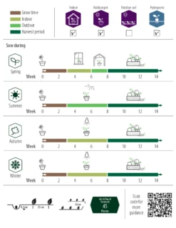 Basilikum Kleinblättrig Balkon Star | Basilikumsamen Von Nelson Garden