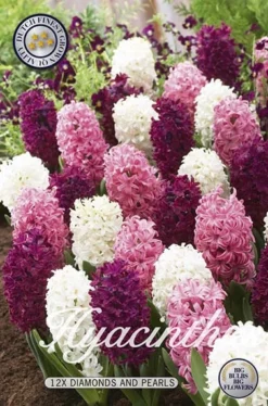 Hyazinthe Diamonds And Pearls (12 Stück) | Hyazinthenzwiebeln Von Sam Van Schooten
