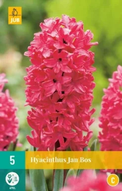 Hyazinthe Jan Bos (5 Stück) | Hyazinthenzwiebeln Von Jub Holland