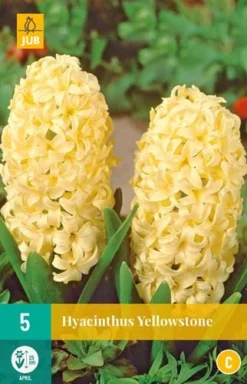 Hyazinthe Yellowstone (5 Stück) | Hyazinthenzwiebeln Von Jub Holland