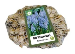 Traubenhyazinthe Armeniacum (100 Stück) | Traubenhyazinthen Von Jub Holland